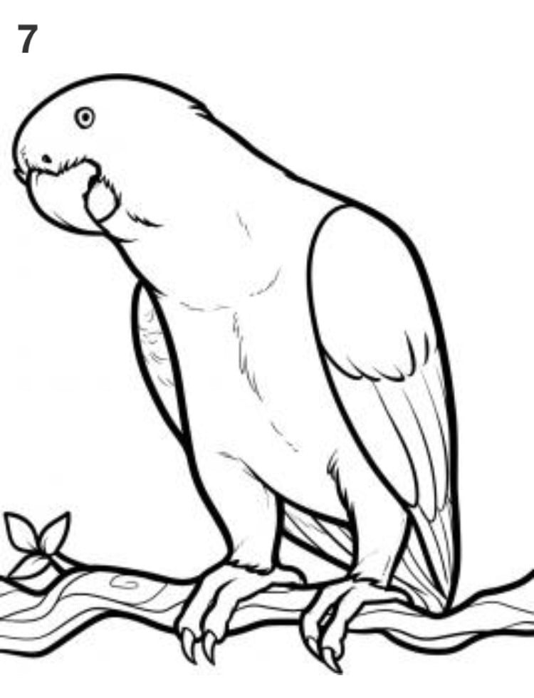 Вот мы и нарисовали серого попугая