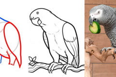 Учимся рисовать серого африканского попугая