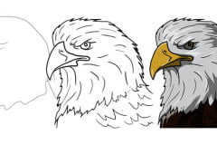 Учимся рисовать белоголового орлана