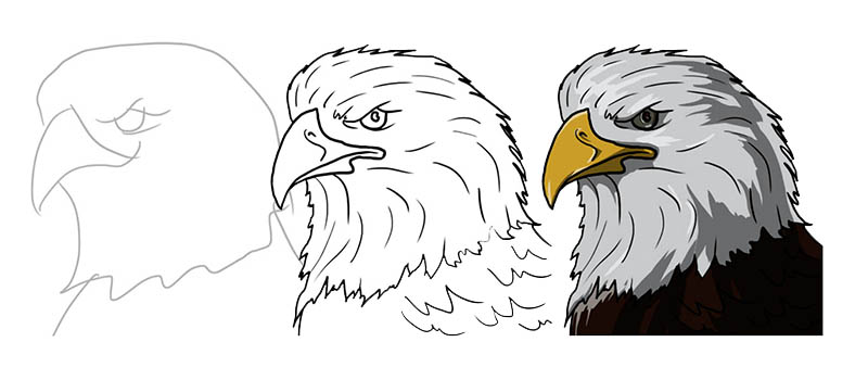 Учимся рисовать белоголового орлана