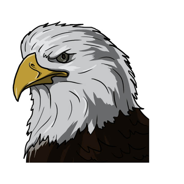 Рисуем белоголового орлана