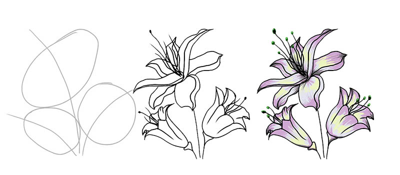 Как нарисовать лилии