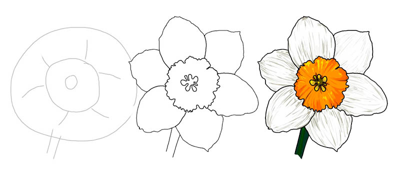 Как нарисовать цветок нарцисс