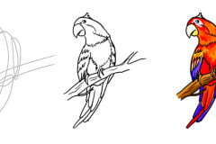 Учимся рисовать попугая ара