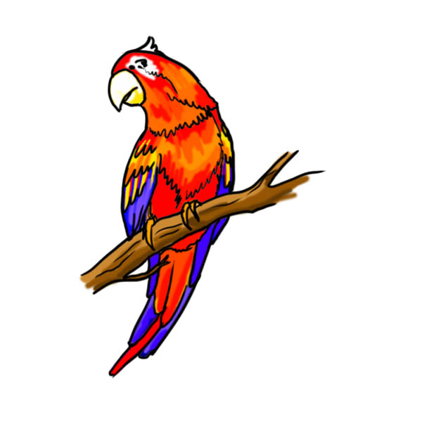 Раскрашиваем попугая ара
