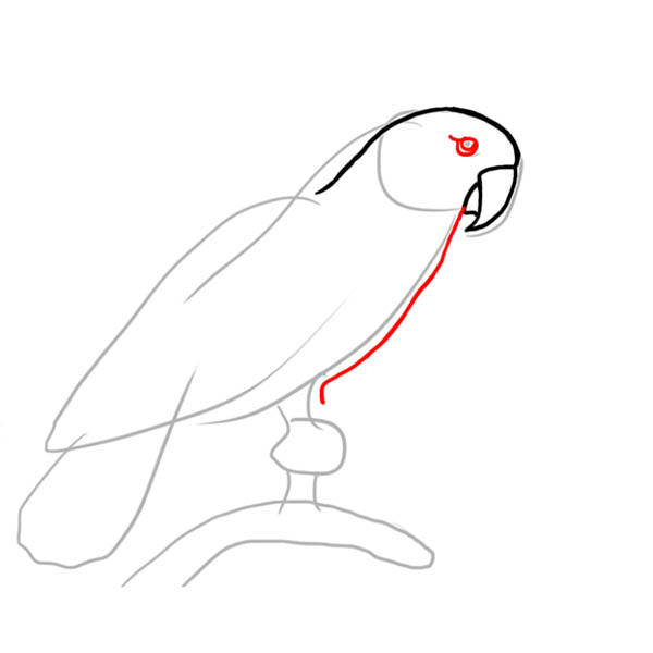 parrot03