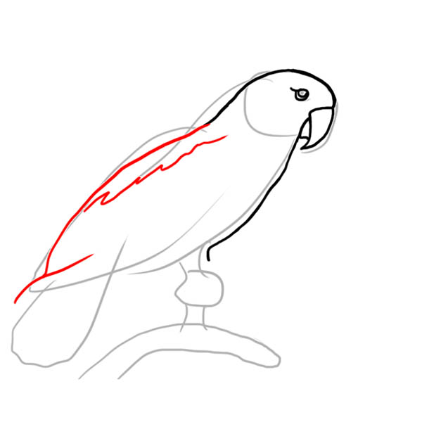 parrot04