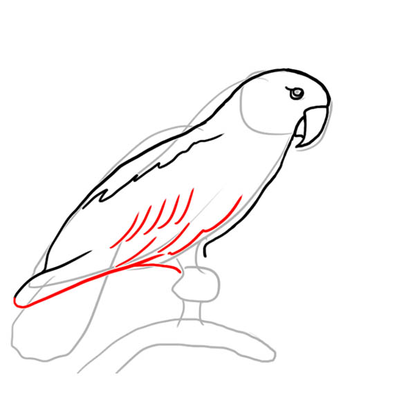 parrot05
