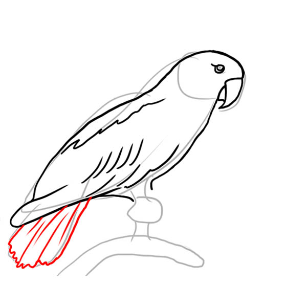 parrot06