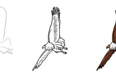 Рисуем белокурого орлана в полете