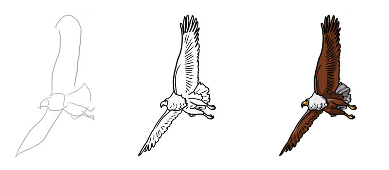 Рисуем белокурого орлана в полете