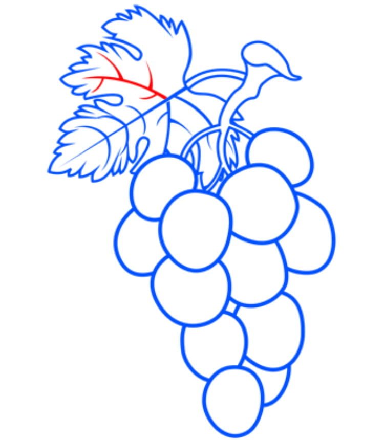 grapes14